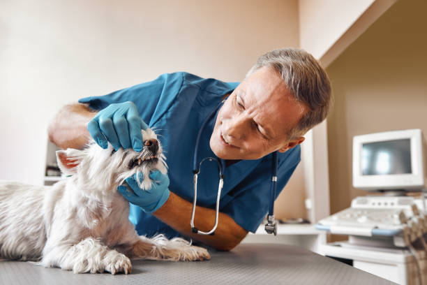 Best 24-Hour Emergency Dentist  in Darrington, WA